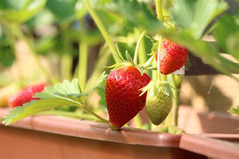 Coltivare Fragole La Guida Completa Passo Passo Agritalia