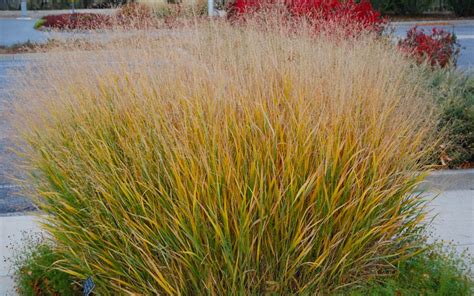 Buy Prairie Sky Red Switch Grass Free Shipping Gallon Pot