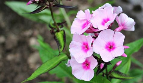 Valeriana Cultivo Propiedades Medicinales Beneficios Planta