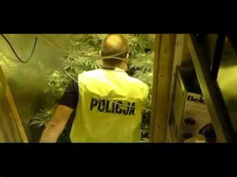 POLICJANCI ZLIKWIDOWALI UKRYTĄ W PIWNICY PLANTACJĘ MARIHUANY YouTube