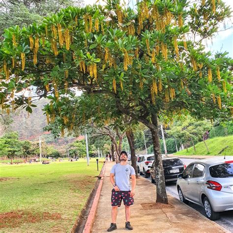 Lophantera Lactescens Chuva De Ouro Biologia Da Paisagem