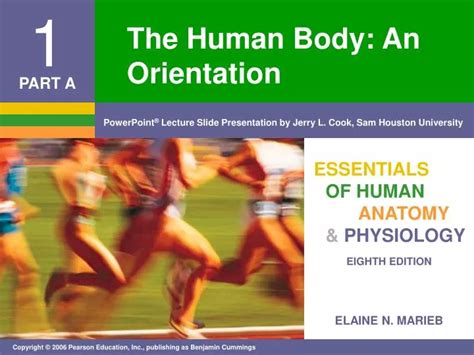 Ppt The Human Body An Orientation Powerpoint Presentation Free