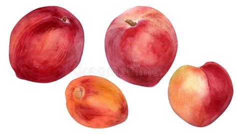 Set Of Fresh Whole Red Peaches Watercolor Illustration Isolated On