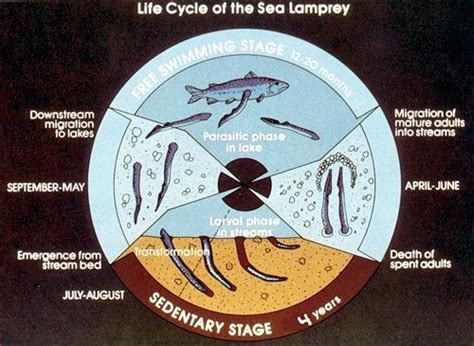 Lamprey Eel – "OCEAN TREASURES" Memorial Library