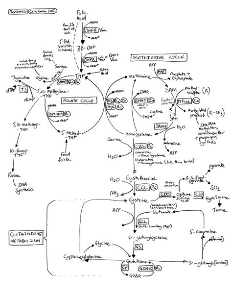 Methionine Cycle