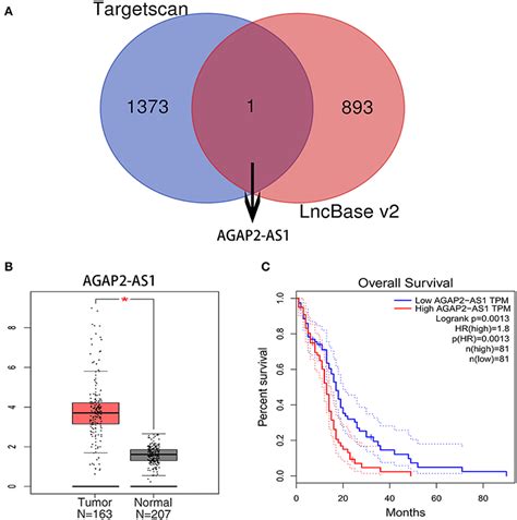 Frontiers Agap As May Promote The Occurrence And Development Of