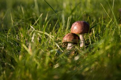 Tout Savoir Sur La Cueillette Des Champignons Au Pays Basque