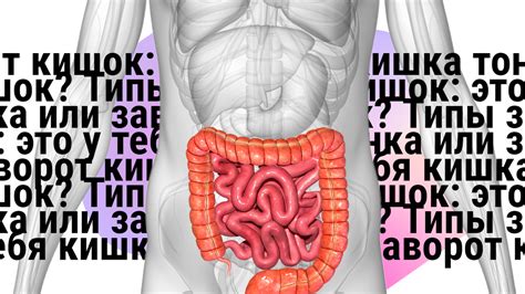 Типы заворот кишок: это у тебя кишка тонка или заворот кишок? | Royal ...