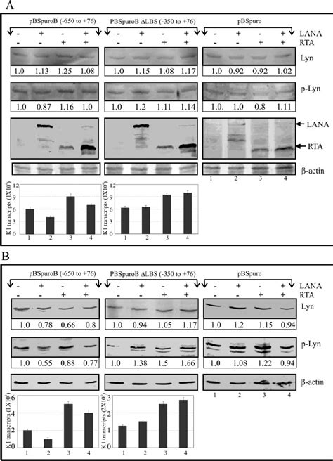 Coexpression Of Lana And K Driven By Its Native Promoter Showed