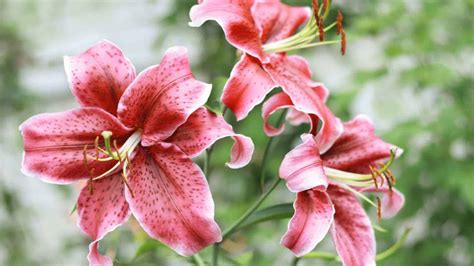 How to Grow and Care for 'Stargazer Lily' (Complete Guide)