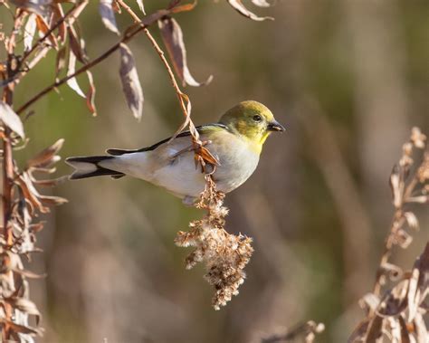 American Goldfinch Mike Nolen Flickr