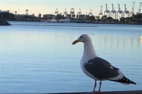 Watch Hilarious Footage Of Seagull Barking Like A Dog London Evening