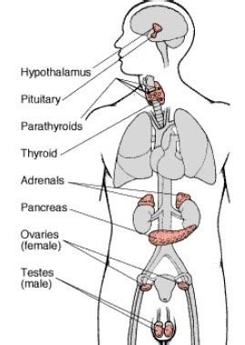 Some specific Endocrine Glands and their Hormones The Ecotrends