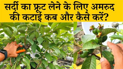 सर्दी का फ्रूट लेने के लिए अमरुद की कटाई कब और कैसे करें Amrud Ke Ped Ki Pruning Kaise Karen