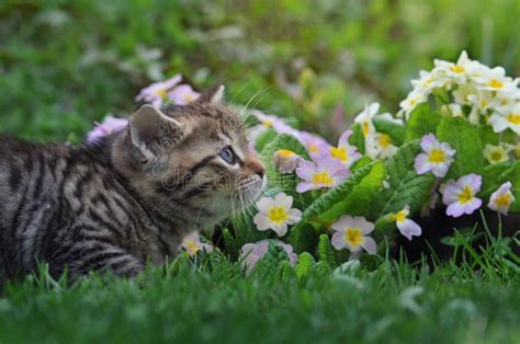 Gatito Y Flores Del Gato Atigrado Foto De Archivo Imagen De Fondo