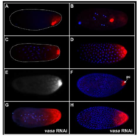 Dynamics Of Nv Nos Mrna Localization In The Oosome During Early