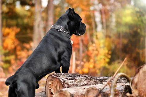 Cane Corso Growth Chart How Big Do These Dogs Get