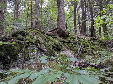 The 2023 Eastern Old Growth Forest Conference Discovering Community — Old Growth Forest Network