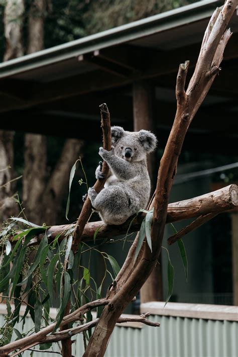 Visiting Featherdale Wildlife Park in Sydney - thewildlylife.com