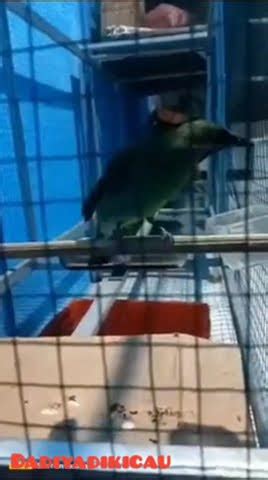 Burung Cucak Ijolomba Di Kandang Umbaran Dulu Biar Kondisi Fit Besok