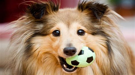 Elegir El Juguete Adecuado Para Nuestro Perro De Perro A Perro