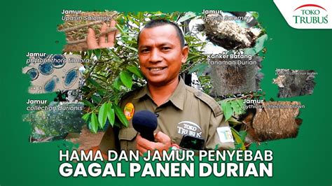 TIPS MENGATASI SERANGAN JAMUR PADA POHON DURIAN ANTI GAGAL PANEN