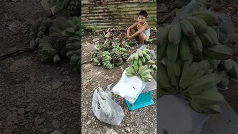 Amazing Saging Na Saba Pesos Per Kilo Viralshorts Youtube