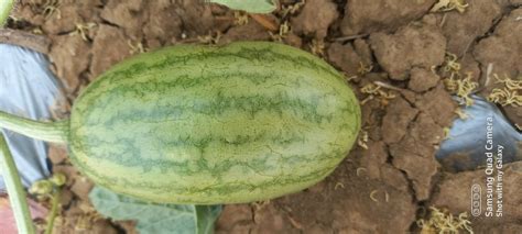 Known You Kiran Saraswati Watermelon Fruit At Kg In Raisen