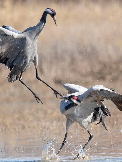 Premium Photo Common Crane Or Eurasian Crane Grus Grus Toledo Spain