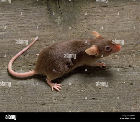 Brown Mouse High Resolution Stock Photography and Images - Alamy