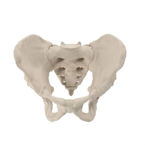 Pelvis Anatomy Diagram Quizlet