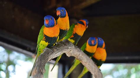 Lunch with the Lorikeets at Wildlife Habitat - Port Douglas - Adrenaline