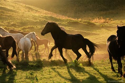 Image of Wild Horses at Livno by Luka Esenko | 1029158