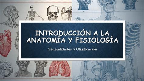 Arriba 75 Imagen Mapa Mental De La Anatomia Y Fisiologia Humana Abzlocalmx