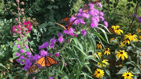 How to Create a Butterfly Garden with Native Plants