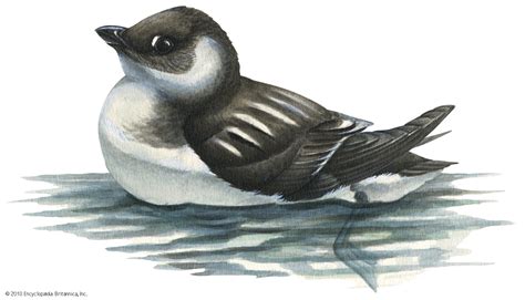 Dovekie | Seabird, Arctic, Charadriiformes | Britannica