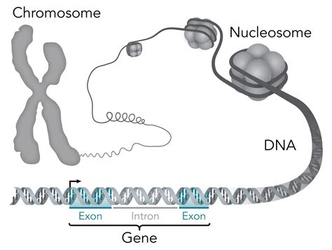 Relationships Between DNA, Genes, And Chromosomes