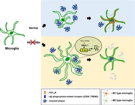 Inhibition Of REVERBs Stimulates Microglial Amyloidbeta Clearance And