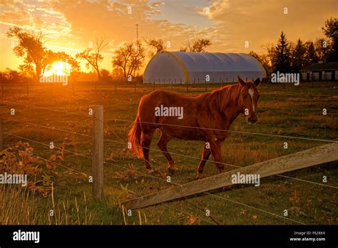 Horse Sunrise Dawn Morning Taber Hi Res Stock Photography And Images