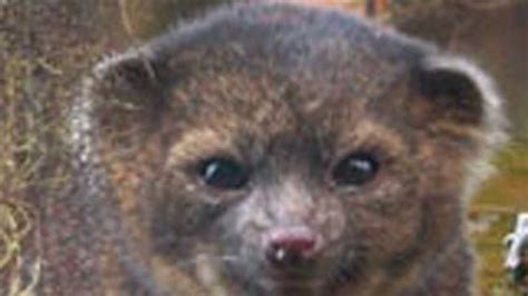 Olinguito The Cutest New Animal Species