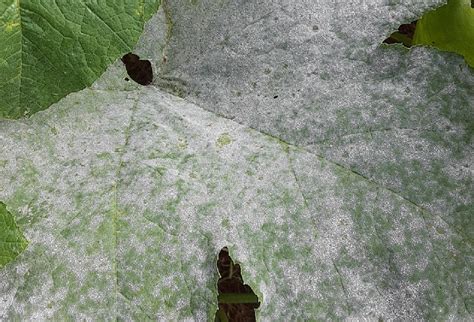 Powdery Mildew On Vegetables University Of Maryland Extension