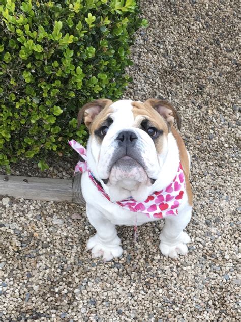 Pin By Lily Cabrera On Winston The Bulldog Bulldog French Bulldog