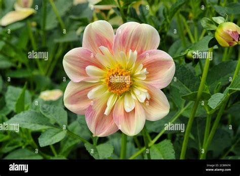 Peach And Cream Dahlia April Heather In Flower Stock Photo Alamy