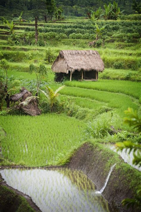 Bali Rice Fields Stock Photo Image Of Asia East Beautiful