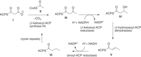 CH 11 Lipid And Amino Acid Metabolism Flashcards Quizlet