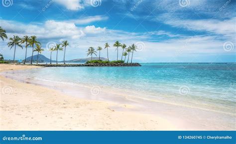 Tropical Paradise In Honolulu Hawaii Usa Stock Image Image Of