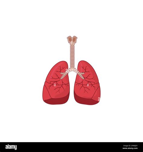 Human Respiratory System Icon Vector Illustration Isolated On White