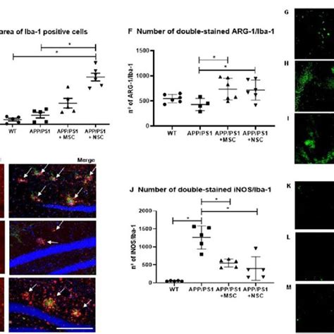 Quantification Of Iba Positive Cells And Double Stained Arg Iba