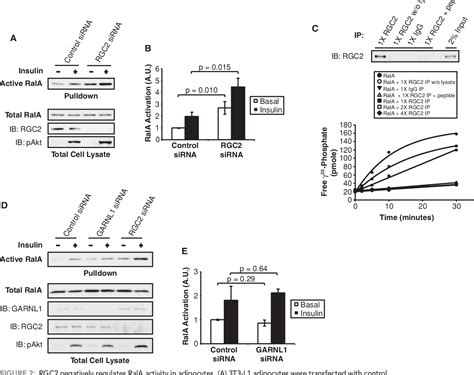 Figure 2 From A Ral Gap Complex Links Pi 3 Kinaseakt Signaling To Rala