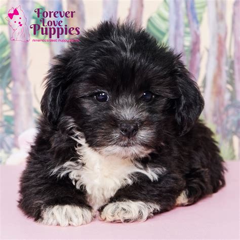 Shihpoo Puppies For Sale Forever Love Puppies